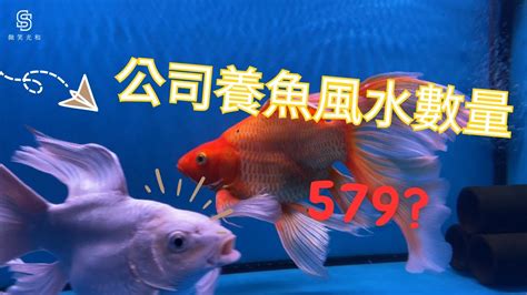 養魚數量吉數|【魚要養幾隻比較好】家裡養幾條魚財運好？養單數吉利還是雙。